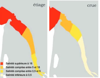 Figure  10  :  Gradient  de  salinité  et  différenciations  de  3  /  4  zones  distinctes  dans  l'estuaire de la Gironde (d'après Lobry 2004)