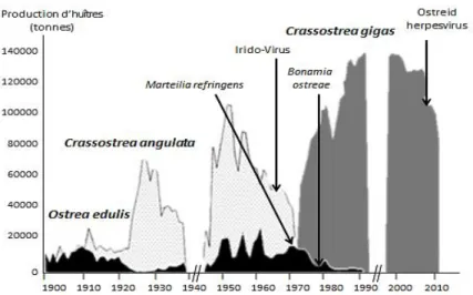 Figure 1.4. Les différentes espèces d‘huîtres produites en France au cours du XX et XXI ème  siècle  (d’après Grizel et al., 1987)