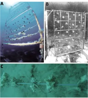 Figure 1.8. Différentes techniques de culture de spongiaires. (A) Culture de Spongia officinalis en  Méditerranée (Corriero et al., 2004)