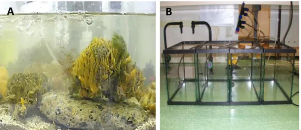 Figure 2.1. Photographies des aquaria dans lesquels les éponges Hymeniacidon perlevis sont  maintenues en vie (A) et ceux dans lesquels sont réalisées les expérimentations (B)