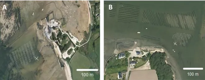 Figure 3.2. Photographies satellites de la concession de Mr Taugé à Locmariaquer (A) et de la  concession de Mme Perraud à Locoal-Mendon (B) (Mappy®)