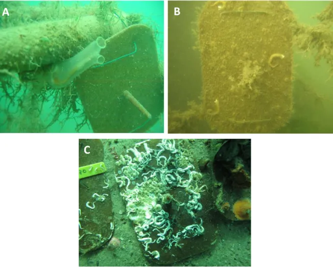 Figure 3.9. Photographies des plaques en PLA et du macrofouling après une immersion en mer de  90 jours (A), 6 mois (B) et 3,5 ans (C)