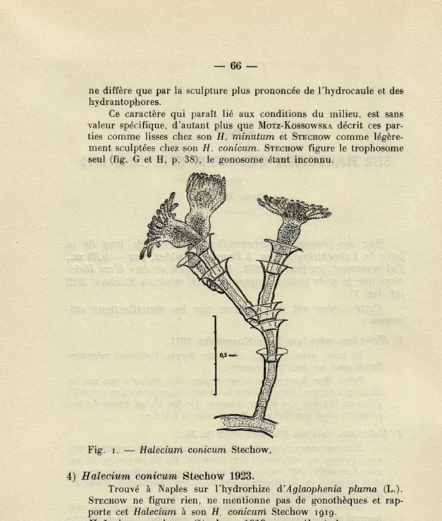 Fig.  i.  —  Halecium  conicum,  Stechow. 