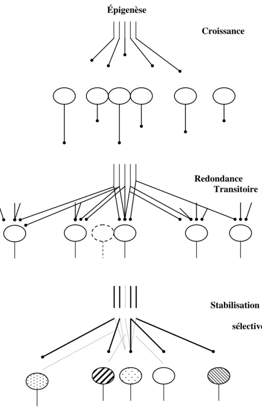Figure 7. Les principales étapes de l’épigenèse par stabilisation sélective des synapses