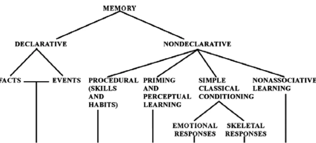 Figure 6 : Organisation de la mémoire à long terme selon Squire (2004) 
