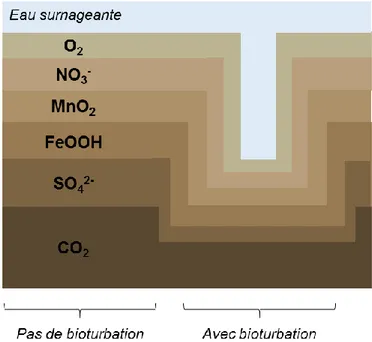 Figure  I-B.  8 Modification  de la  stratification  chimique  verticale  de  la  colonne  sédimentaire par  les  organismes bioturbateurs