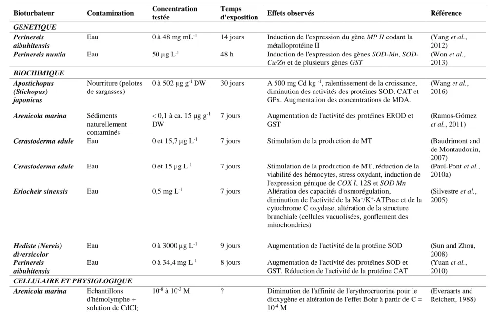 Tableau I-B. 2 Exemples d’effets d’une contamination au cadmium sur quelques espèces bioturbatrices de la macrofaune benthique.
