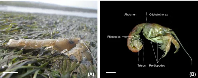 Figure II. 2 Exemple de thalassinidés: l'espèce Upogebia cf. pusilla. (A) U. cf. pusilla sur du sédiment  colonisé par de  l'herbier à zostère naine Zostera noltei (crédit: X