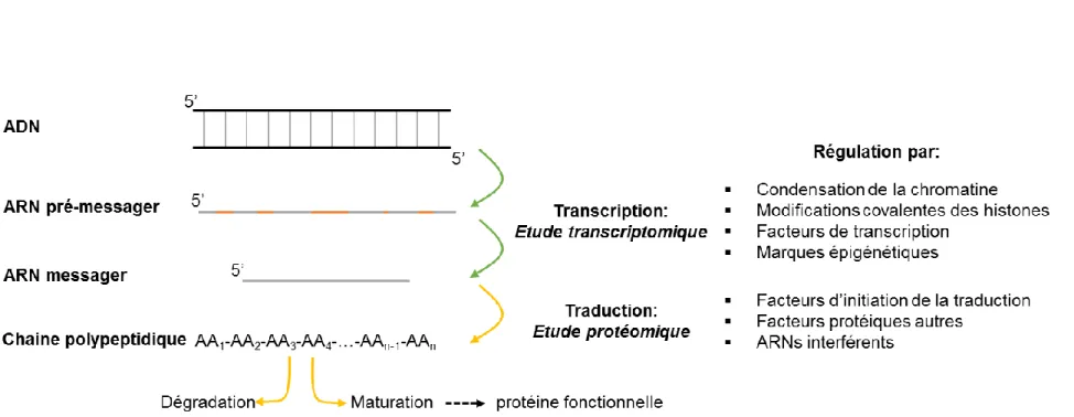 Figure II. 10 Expression du génome et positionnement des études transcriptomiques et protéomiques