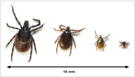Figure 2 : Morphologie des stases non gorgées de l’espèce Ixodes ricinus (d’après EUCALB, 2006)  De gauche à droite, femelle, mâle, nymphe et larve