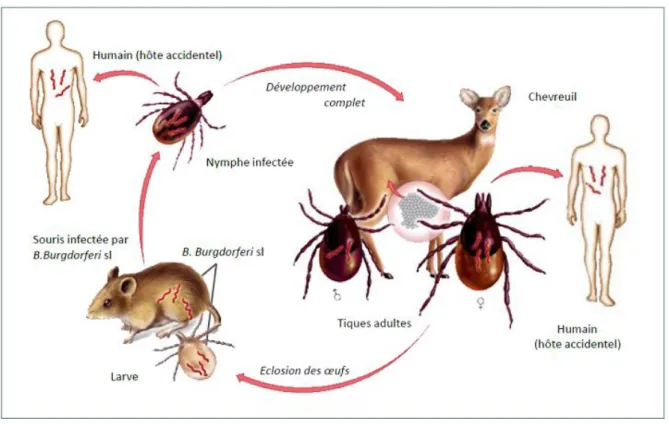 Figure 3 : Cycle de développement de la tique et acquisition de l’infection (d’après Talaro, 2005)  Au cours de son cycle de développement, la tique se métamorphose deux fois : entre la stase larvaire et la  stase nymphale, puis entre la stase nymphale et 