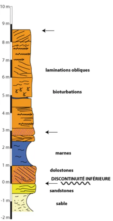 Figure 14 : Coupe de Sfireh (SFI). 