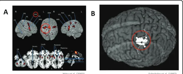 Figure 3. Activité du cortex moteur primaire au cours de l’imagerie motrice. La zone d’intérêt est  indiquée en rouge