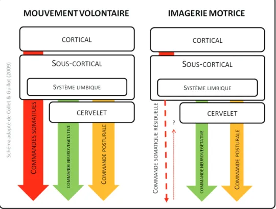 Figure 10. Co-programmation de la commande motrice somatique et neurovégétative au cours du  mouvement réel et de l’imagerie motrice