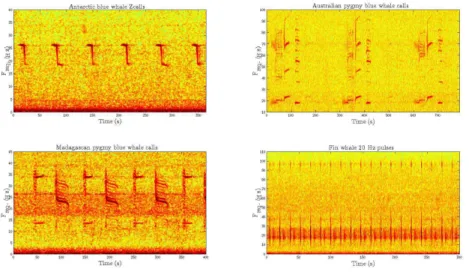 Figure 1.4 – Spectrogrammes typiques de quatre espèces de baleines, présentes dans l’océan Indien austral.