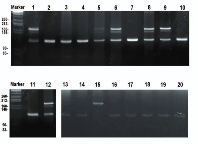 Fig. 10. Agarose gel of the PCR products of the “Foot protein 1” gene of mussels. Lanes 1 to 10, intertidal  mussels; lanes 11 to 20, subtidal mussels