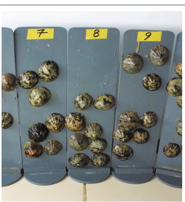 Fig. 17. Photo des patelles sur les supports pendant les mesures de métabolisme au laboratoire