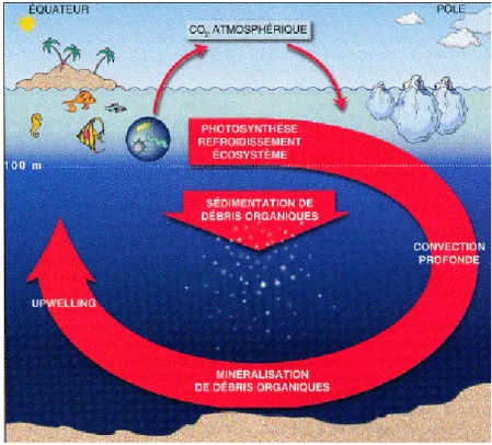 Figure 2 : Représentation schématique de la circulation océanique et du cycle du carbone