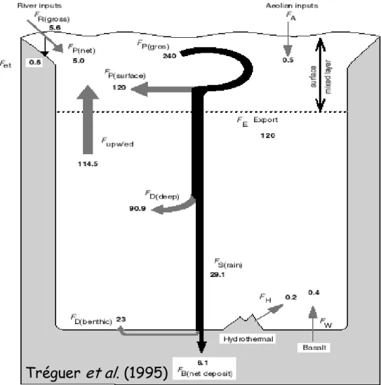 Figure 6 : Cycle de la silice dans l’océan de Tréguer et collaborateurs (1995) 