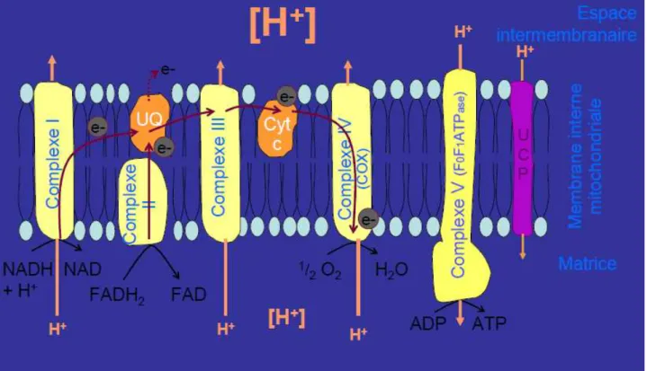 Figure 4: Fonctionnement de la chaîne de phosphorylation oxydative  (Amérand 2006) 