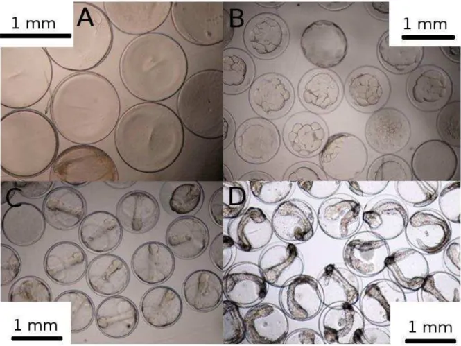 Figure 10: Embryons de flets à 3h (A), 12h (B), 40h (C) et 65h (D) après fertilisation (température : 10 °C, photos : Nicolas  Pedron) 
