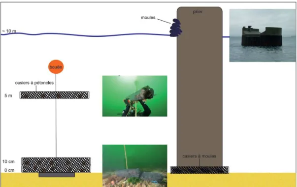 Fig. 23 : A gauche, schéma et photographies sous-marines (source : Erwan Amice) des casiers  à pétoncles noirs sur un mouillage, aux diférentes profondeurs (0 cm, 10 cm et 5 m au-dessus  du sédiment)