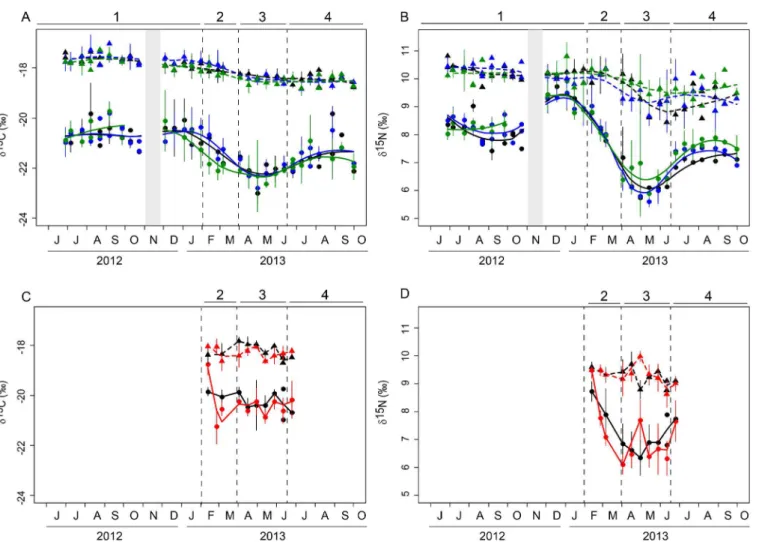 Fig. 26 : δ 13 C (A) et δ 15 N (B) (± écart type) dans le muscle (triangle) et la glande digestive (cercle) des pétoncles noirs, δ 13 C (C) et δ 15 N (D)  (± écart type) dans le muscle (triangle) et la glande digestive (cercle) des moules