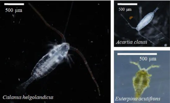 Figure 2.2 : Copépodes utilisés au cours des incubations avec Chaetoceros neogracile et Skeletonema marinoi