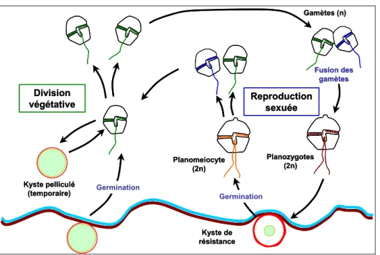 Figure 5 – Cycle de reproduction d’Alexandrium minutum 