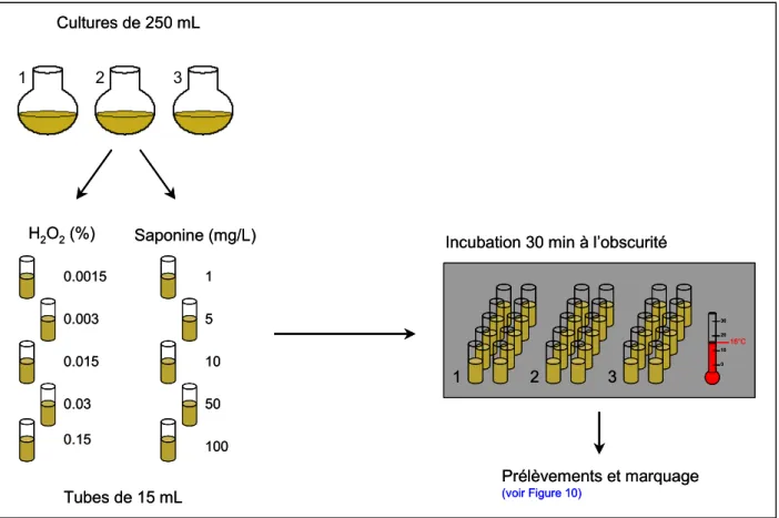 Figure 8 – Schéma résumant la procédure d’exposition de cultures d’A. minutum à des stress chimiques