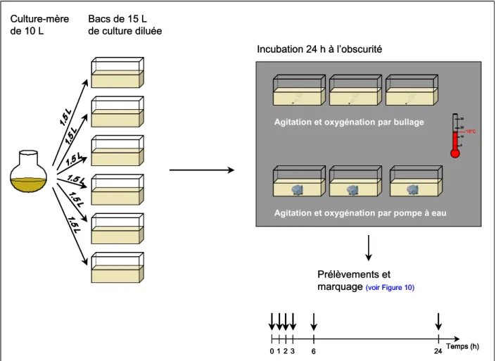 Figure 9 – Schéma résumant la procédure d’exposition de cultures d’A. minutum à une simulation de conditions  expérimentales