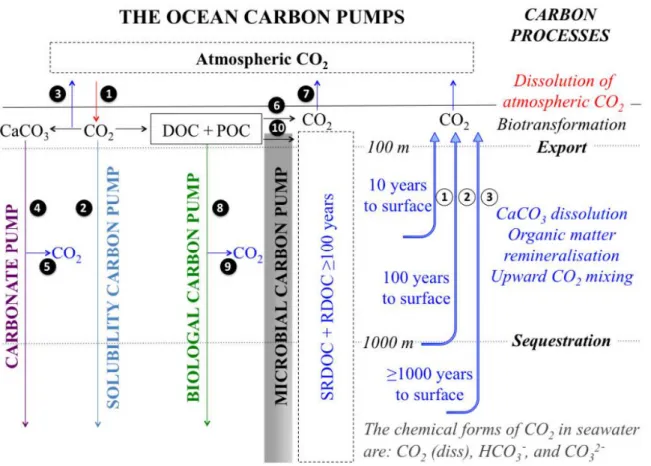 Figure 1.1: The four ocean carbon pumps: The solubility pump, i.e., the dissolution of atmospheric CO 2 in surface waters (1), followed by deep mixing of the CO 2 -rich water and sequestration (2); The carbonate  pump, i.e., the bio-precipitation of CaCO 3