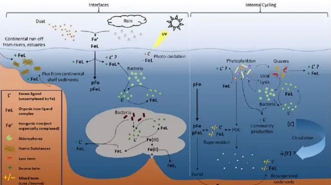 Figure 1.8: Schematic of iron-binding ligand cycling in the ocean. From Buck et al. (2016)