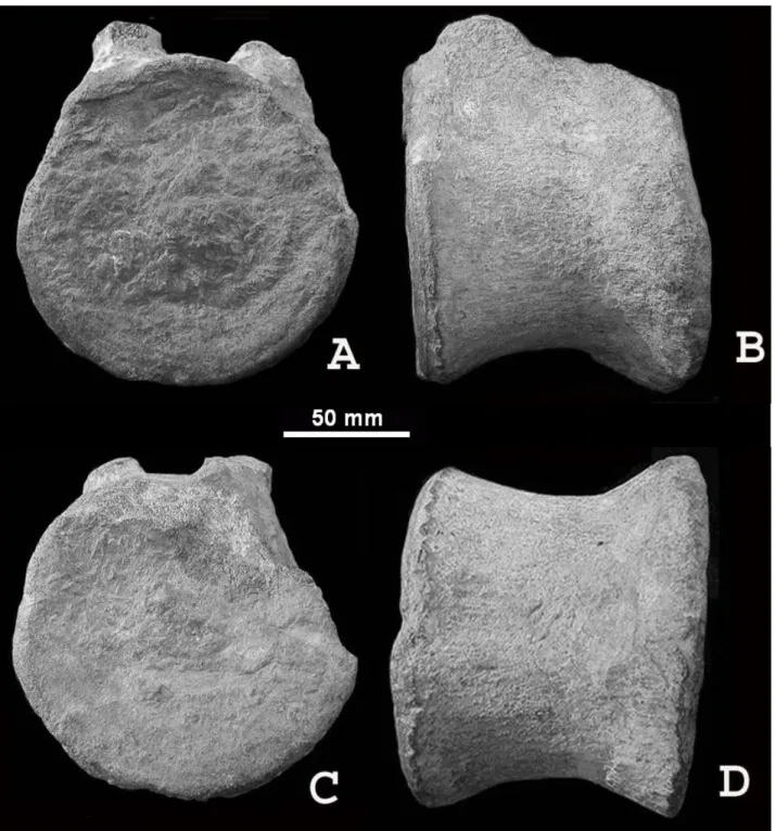 Figure 1: Dorsal vertebra of a large pliosaur from the Albian of Mesnil-Saint-Père, Aube (J.-L
