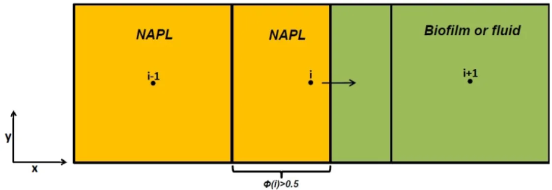Figure 2: Extent of the cell i + 1 (fluid/biofilm phase) and reduction of the cell i (NAPL phase).