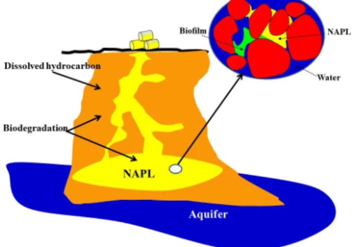 Figure 1: Sketch of an aquifer contaminated by NAPLs.