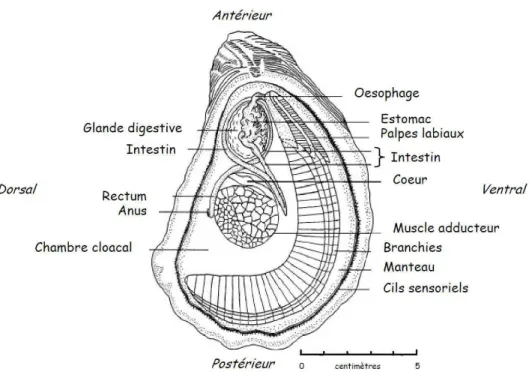 Figure 1. Anatomie d’une huître Crassostrea virginica dans sa valve gauche. Les axes  d’orientation de l’animal sont indiqués en italique (adapté par Delaporte, 2005, d'après  Galtsoff, 1964)