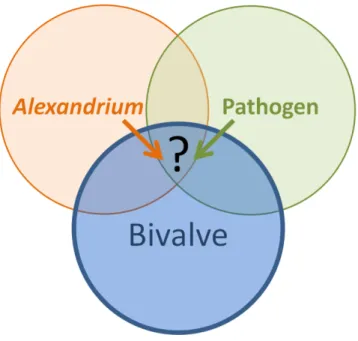 Figure  6. Schéma conceptuel de l’interaction tripartite  Alexandrium sp. – pathogène –  bivalve, centré sur le compartiment « bivalve »