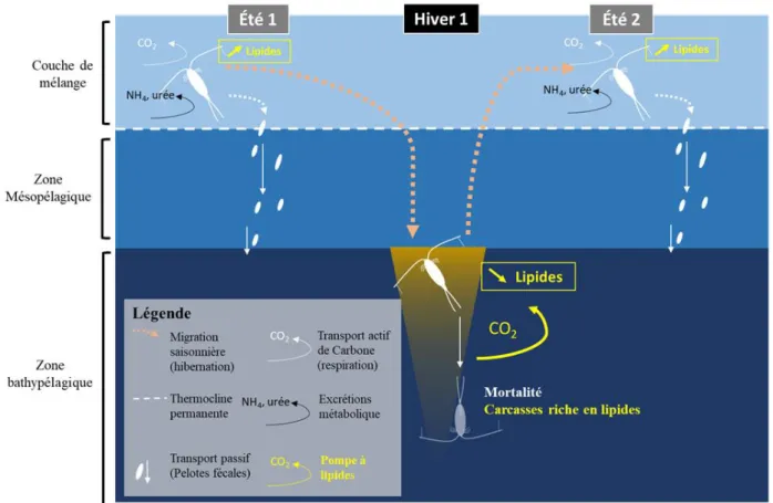 Figure 1.10: Illustration de la migration verticale saisonnière des copépodes (d'après Brun et al., 2019; Dahms, 1995; 