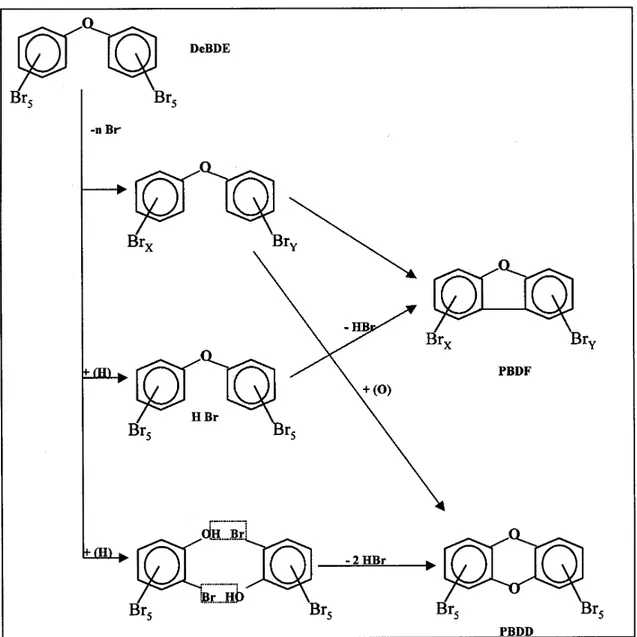 Figure 18 : Mécanisme de formation de polybromodibenzofurannes (PBDF) et de  polybromodibenzodioxines (PBDD) à partir du DecaBromo DiphenylEther (Bieniek et al.,  1989)