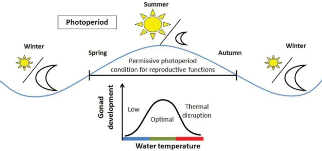 Figure 4: Schematic representation of environmental cues that regulate reproductive cycle  in temperate fish species