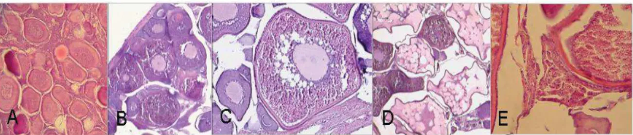 Figure  6.  Progression  of  ovocyte  development  from  primary  growth  oocyte  (A),  alveolo  cortical  oocytes  and  initial  vitellogenic  oocytes  (B),  advance  vitellogenic  oocyte  (C),  hydrated oocytes (D) to Ovulation (E) in Trachurus murphyi