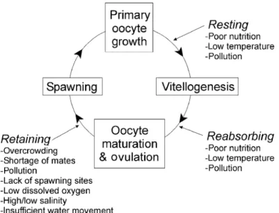 Figure 7. Schematic representation of the female teleost reproductive cycle, including points  in development where nutrition and environmental factors can cause spawning omission to  occur