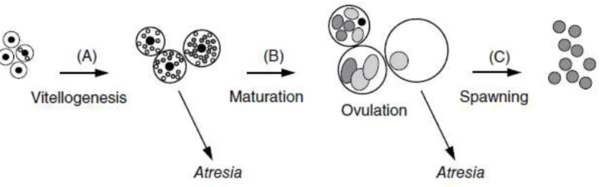 Figure  8.  Principal  sexual  dysfunctions  in  females  under  aquaculture  condition