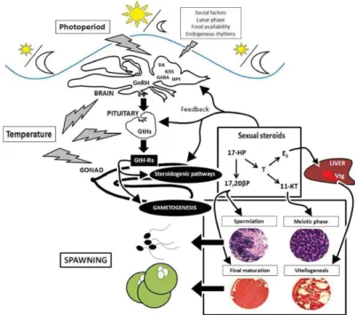 Figure 11. Schematic representation of the environmental influences on the regulation of  fish brain–pituitary–gonad axis