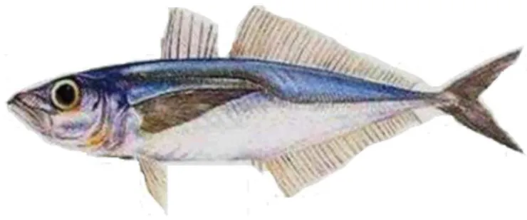 Figure 12. Chilean jack mackerel, Trachurus murphyi Nichols 1920 