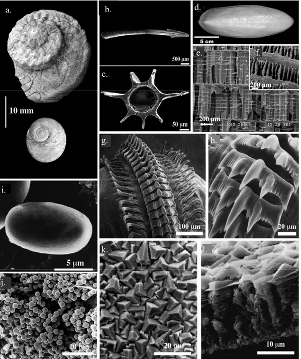 Figure 2 : Diversité de structures et de fonctions des biominéralisations chez les mollusques a :  Coquilles calcifiées d’un gastéropode marin (Marie, 2008), b et c : Observations au MEB d’un organe  de reproduction calcifié (‘love dart’), le pénis d’un es