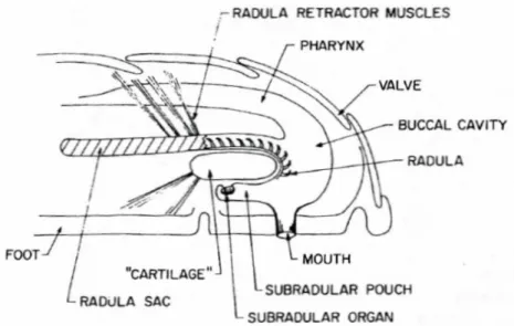 Figure 7 : Diagramme d’une section longitudinale de la partie antérieure d’un chiton montrant  la localisation de la radula et l’orientation des dents dans le sac de la radula (Kirschvink et  Lowenstam, 1979) 