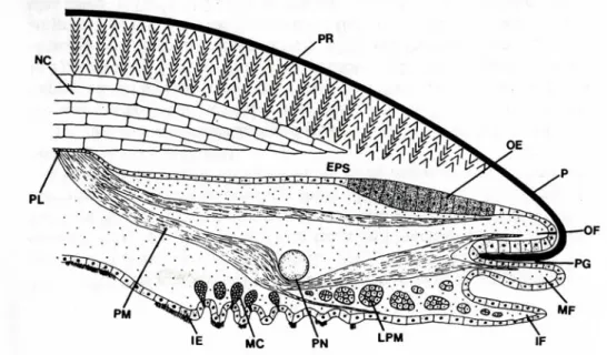 Figure 11 : Section radiale du bord d’une coquille de bivalve, comme par exemple les huîtres perlières,  montrant la relation entre la coquille et le manteau