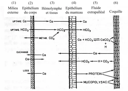 Figure 12 : Le système de minéralisation des mollusques avec (1) le mouvement du Ca et du  HCO 3  depuis le milieu externe jusqu’à la coquille, (2) les sources de HCO 3  que sont le milieu  externe et le métabolisme des tissus, (3) le mouvement du Ca et HC